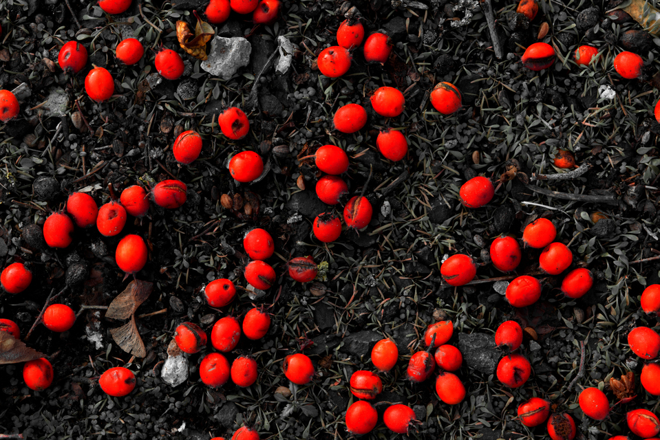 Red Berries VIII - ID 003929
