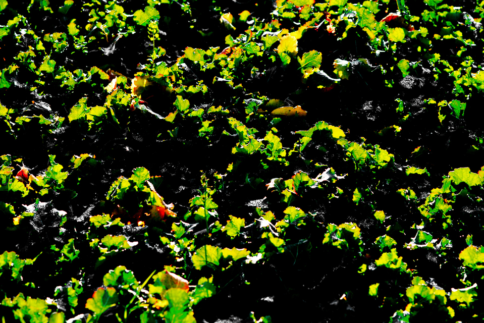 Winter Green - ID 003963