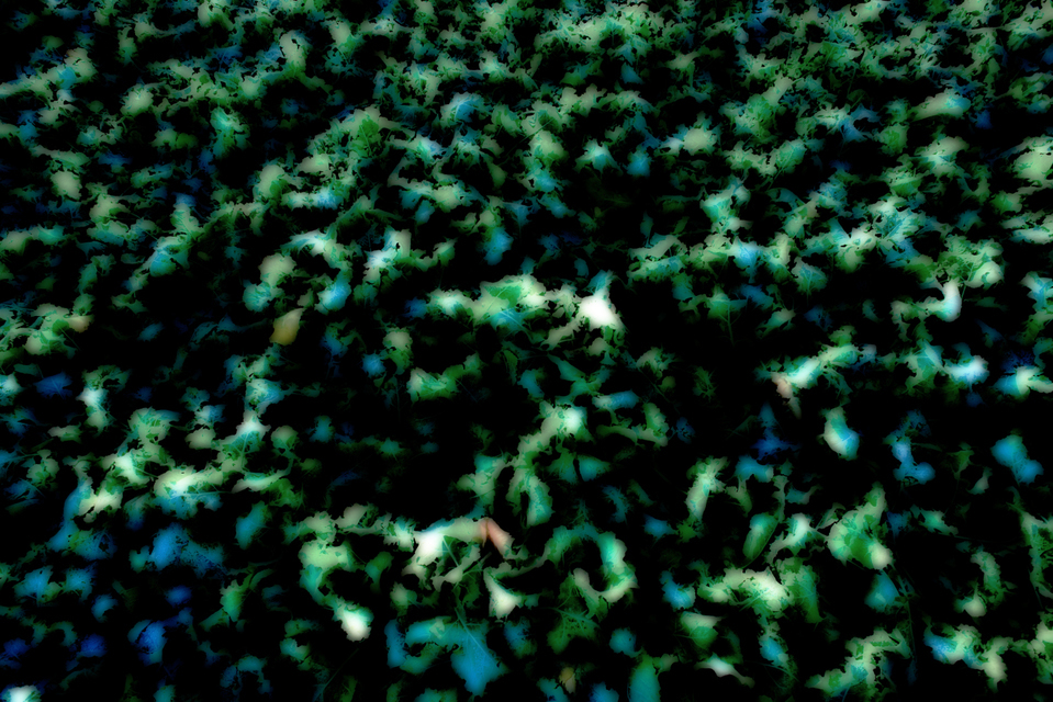 Green Impression - ID 003965