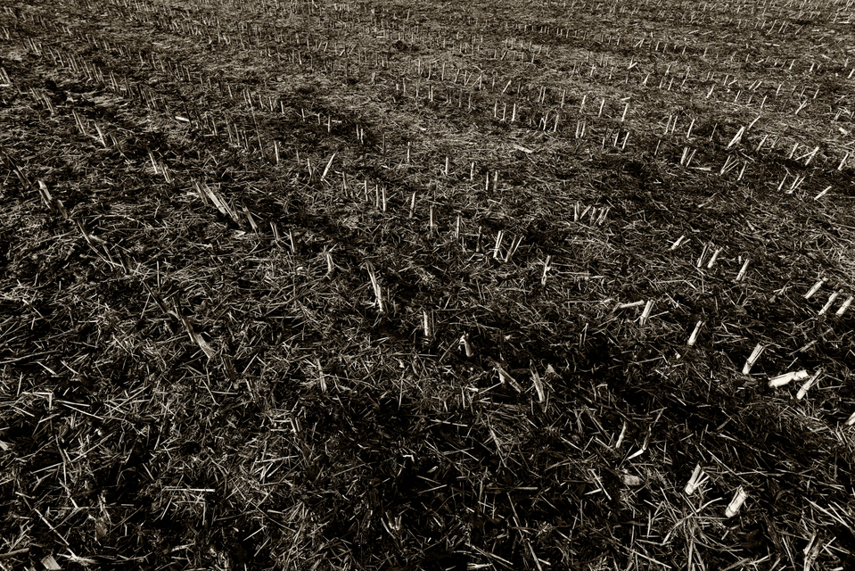Empty Field I - ID 003973