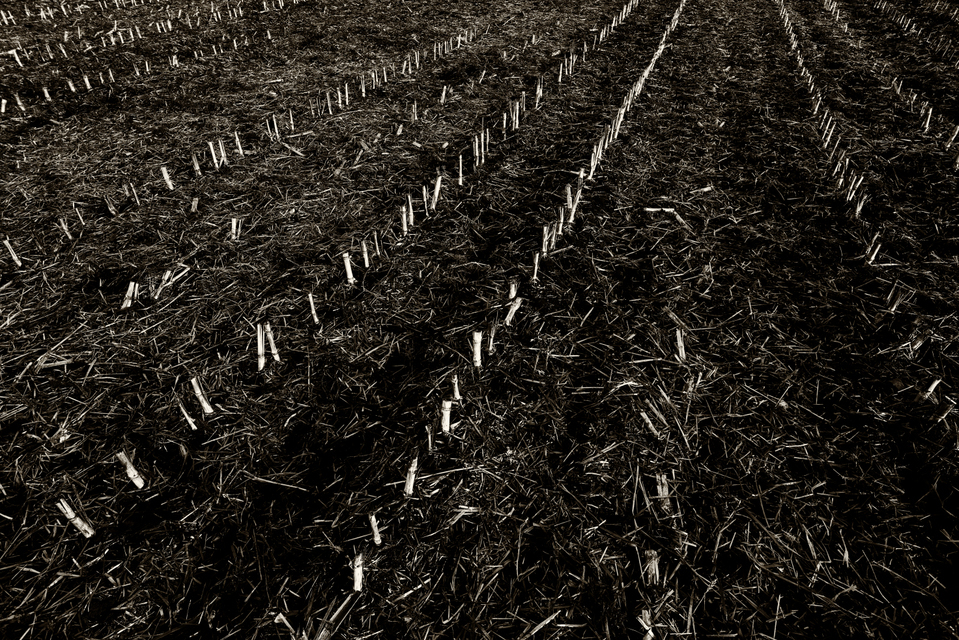 Empty Field II - ID 003974