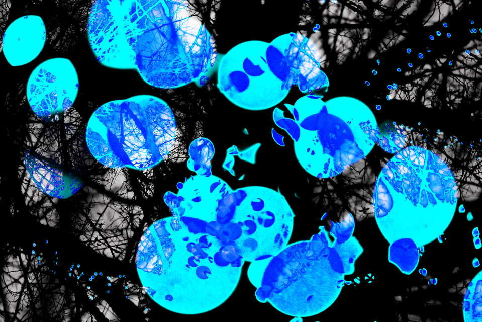 Blue Lights I - ID 003979