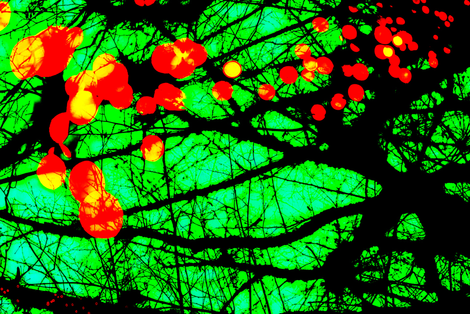 Red on Green I - ID 003988