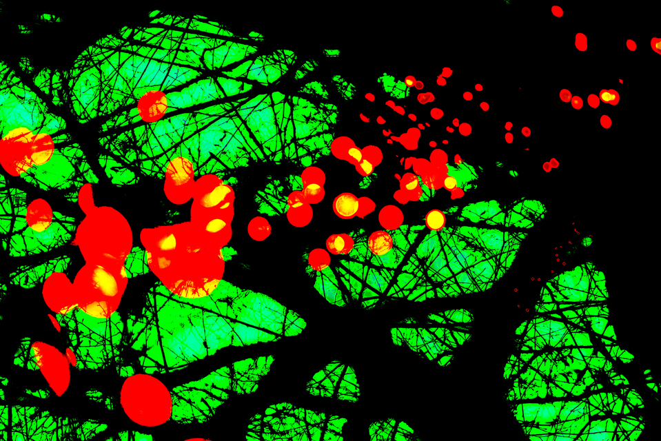 Red on Green II - ID 003989