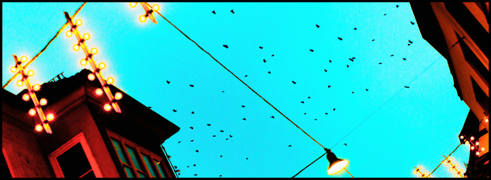 Xmas Lights with Birds - ID 004001