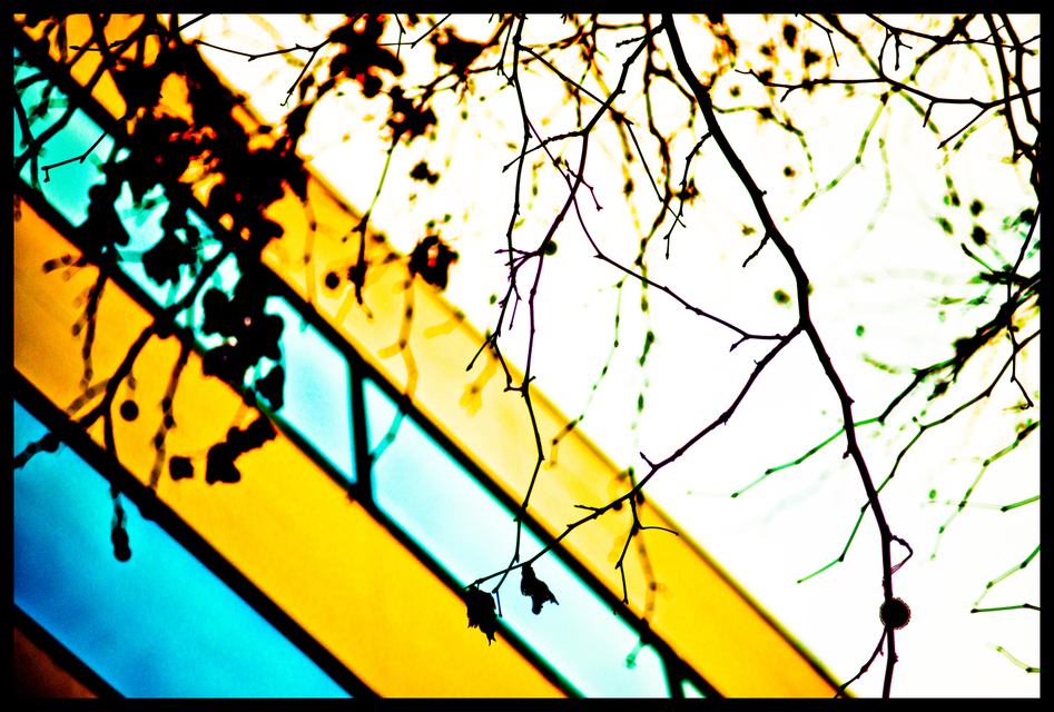 Branches on Stripes I - ID 004041