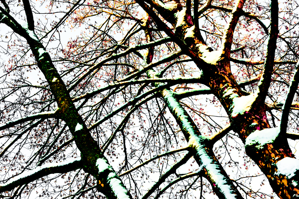 Winter Trees II - ID 004057