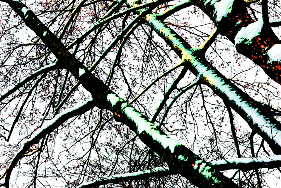 Winter Trees III - ID 004058