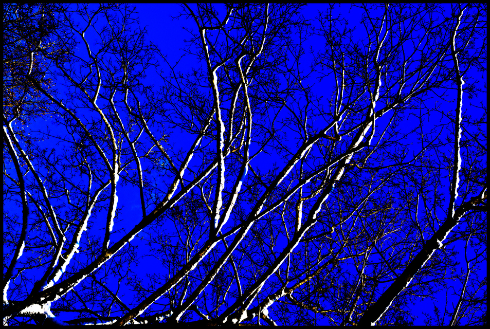 Winter Trees on Blue - ID 004059
