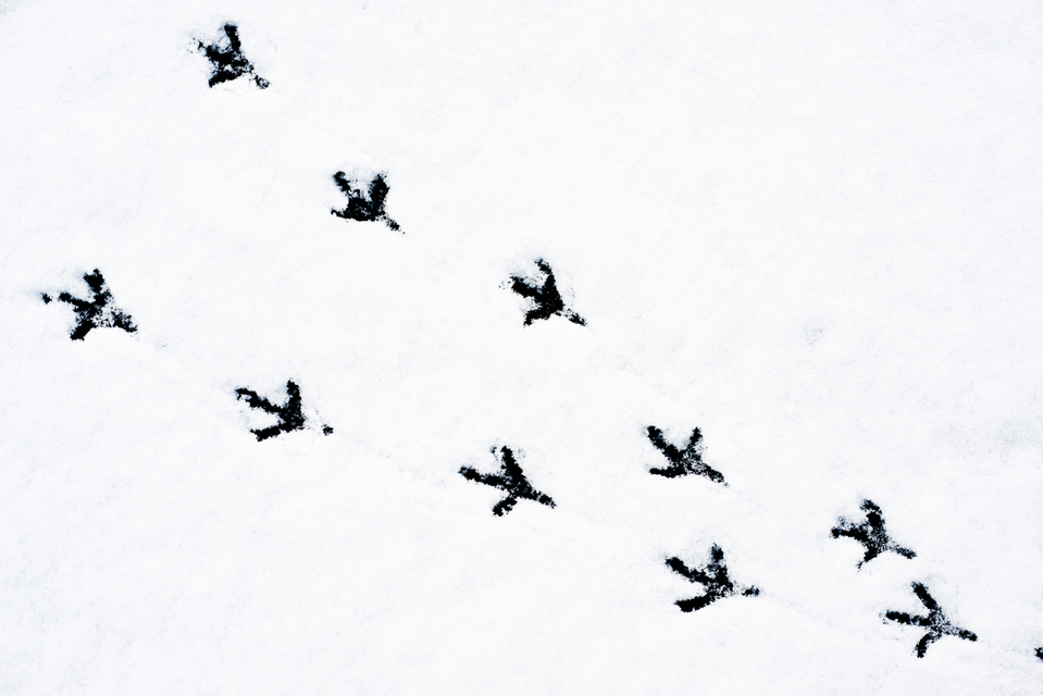 Steps II - ID 004081