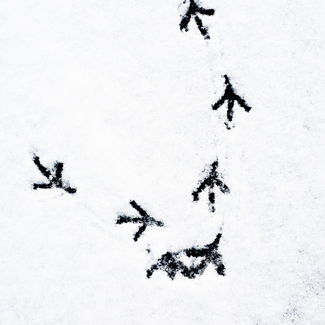 Steps III - ID 004082