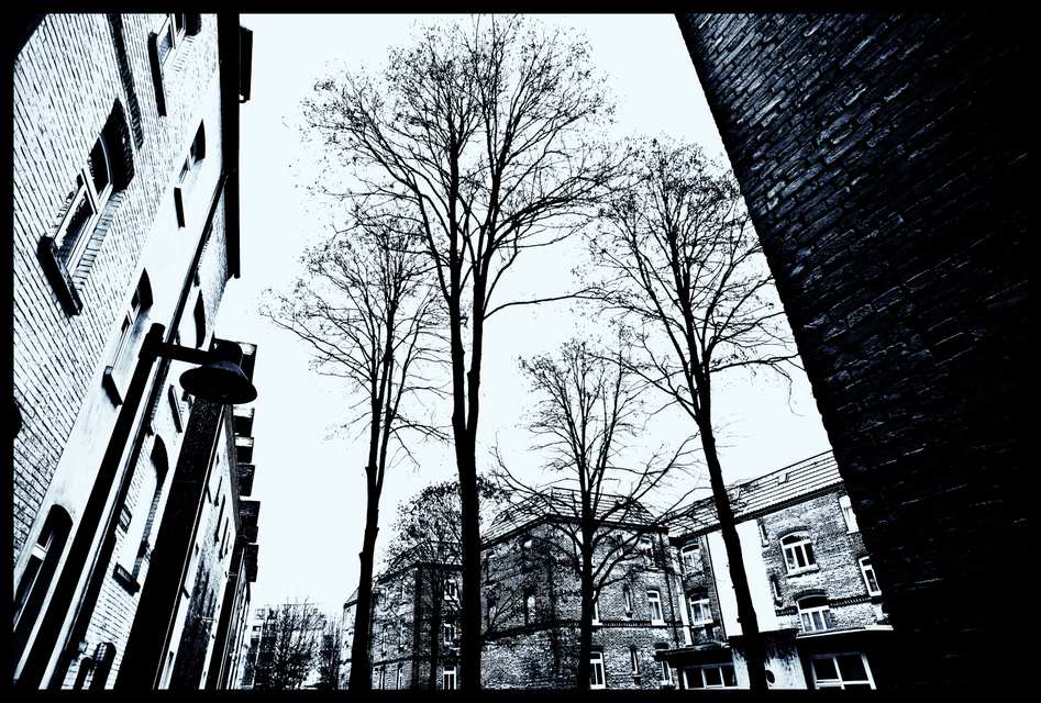 Backyard Trees - ID 004087