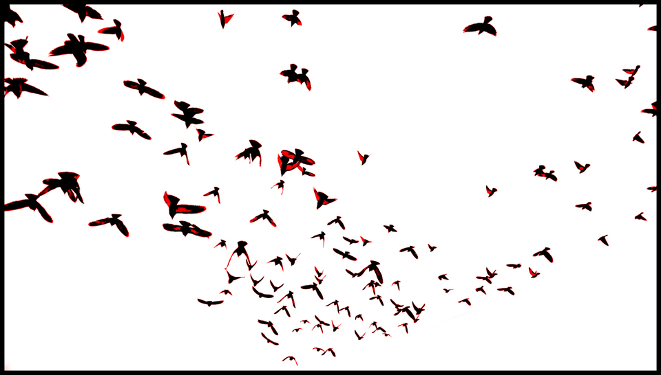 Leaving Birds - ID 004093