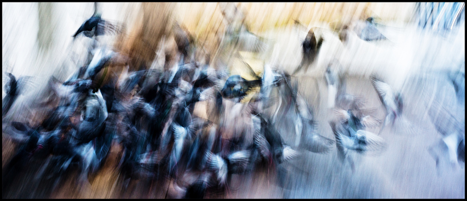 Starting Birds - ID 004094