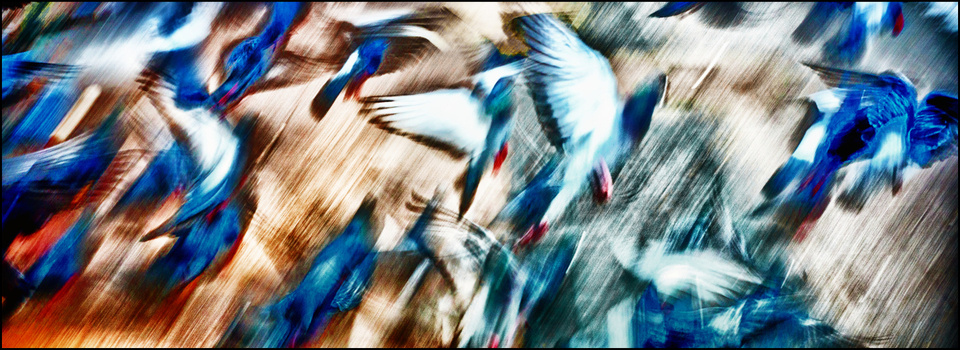 Raising Birds - ID 004097