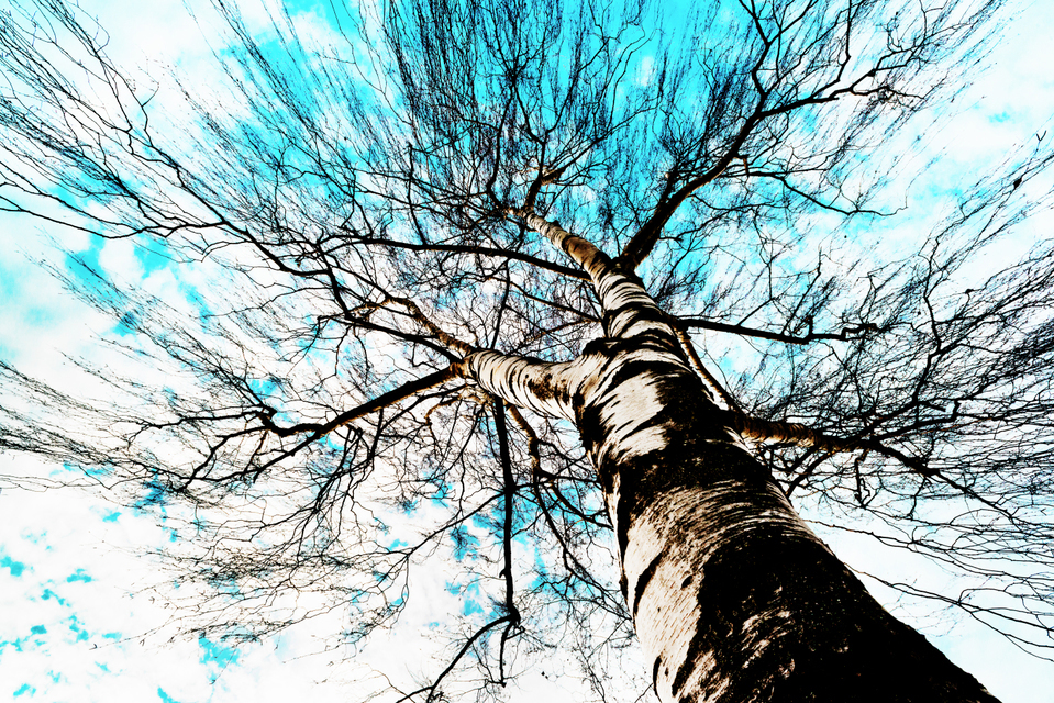 Wizard II - ID 004101