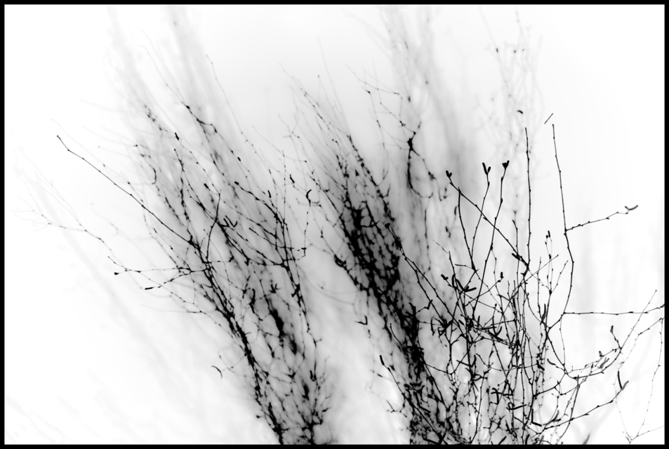 Black Branches I - ID 004106