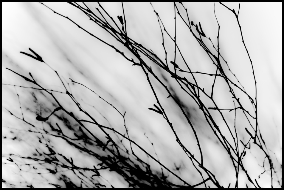 Black Branches II - ID 004107