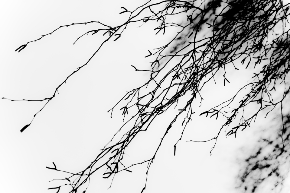 Black Branches V - ID 004110