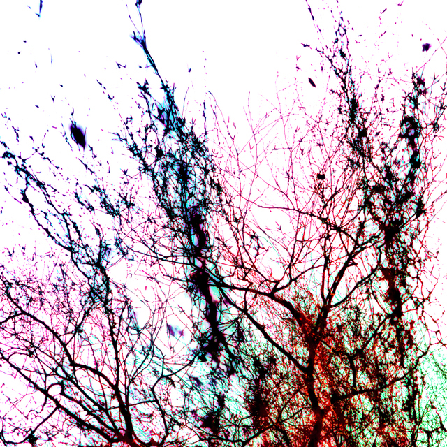 Color Branches I - ID 004111