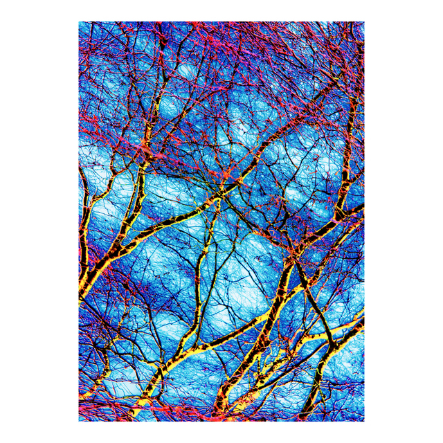 Color Branches II - ID 004112