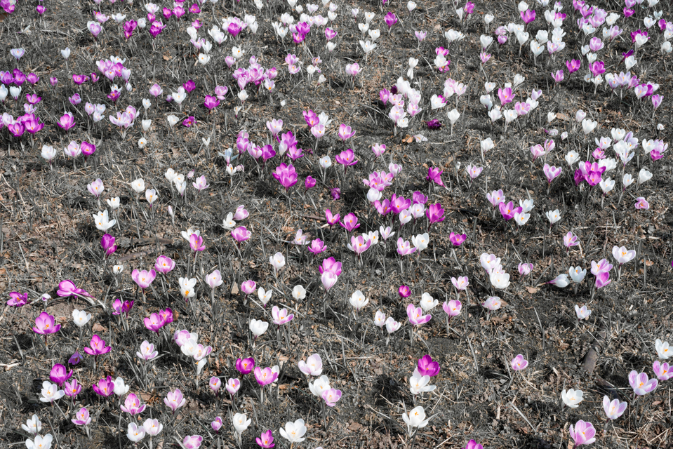 Crocus I - ID 004147