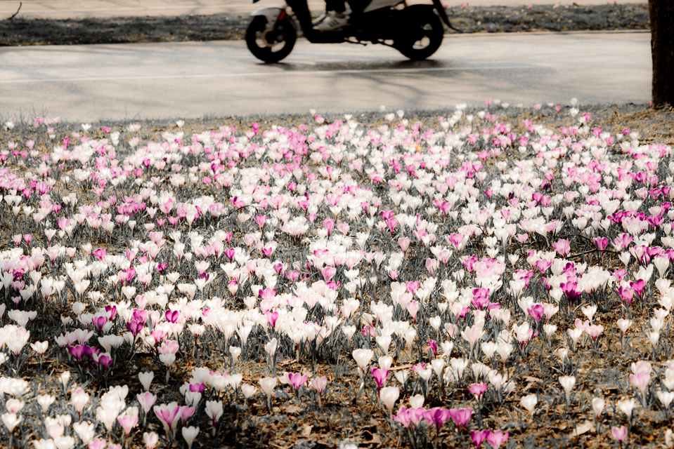 Crocus and Scooter - ID 004149