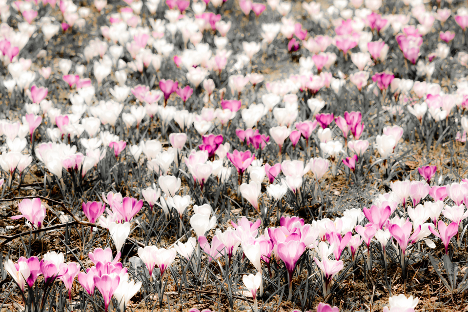 Crocus III - ID 004150