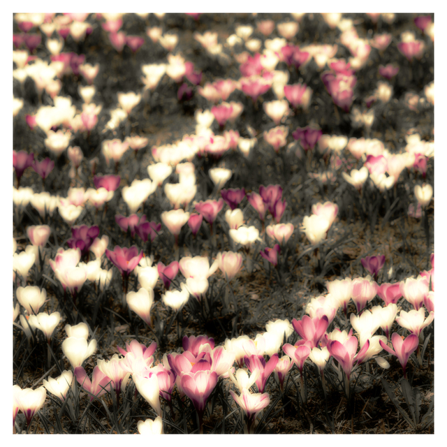 Crocus IV - ID 004151