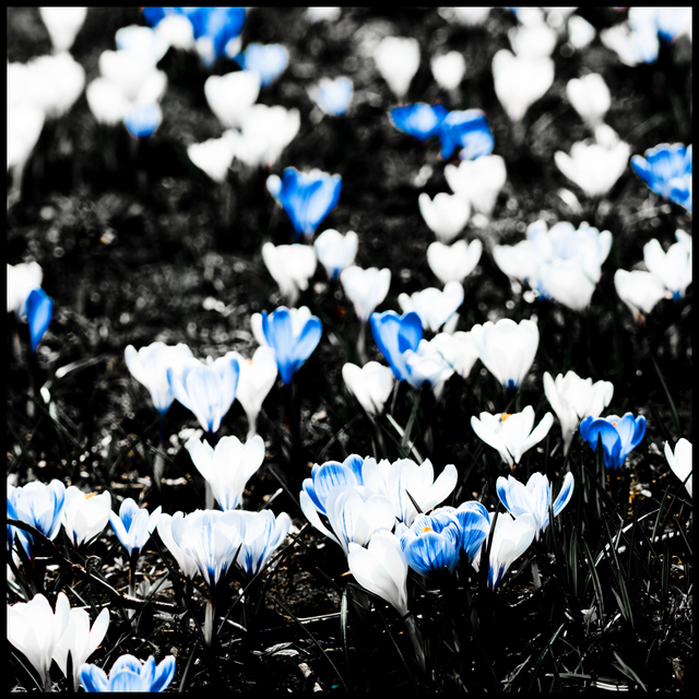 Crocus VI - ID 004153