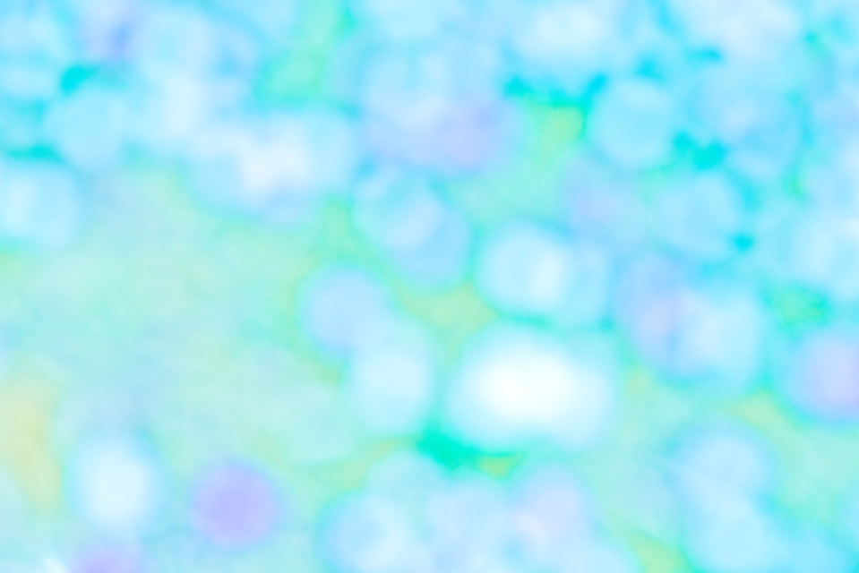 Field of Flowers II - ID 004155