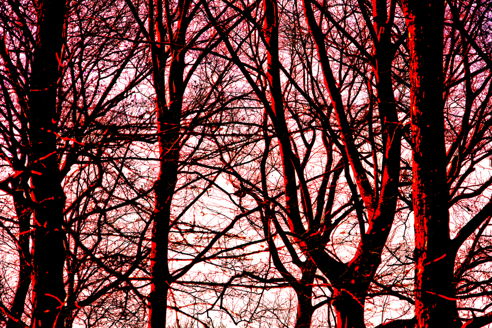 Red Trees - ID 004159