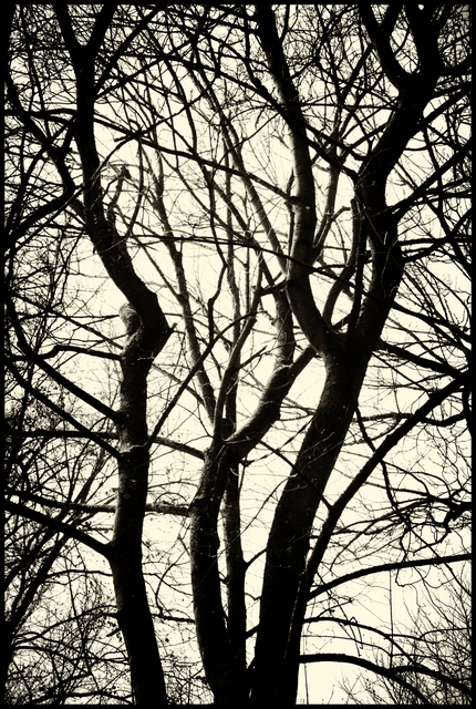 Black Trees - ID 004160