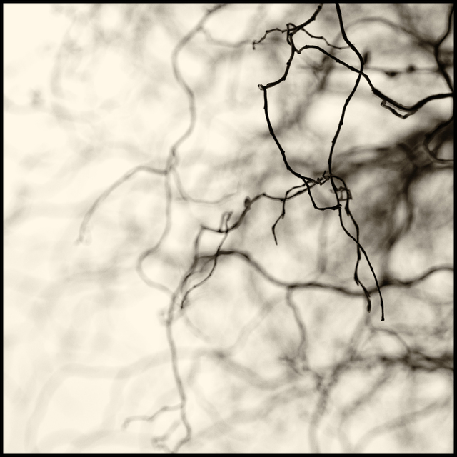 Late Gray Winter - ID 004197