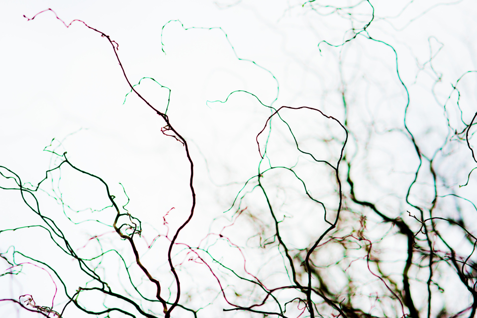 Late Color Winter II - ID 004199