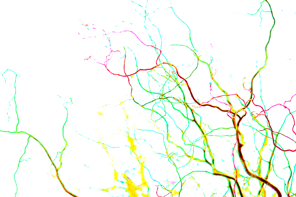 Late Color Winter III - ID 004200