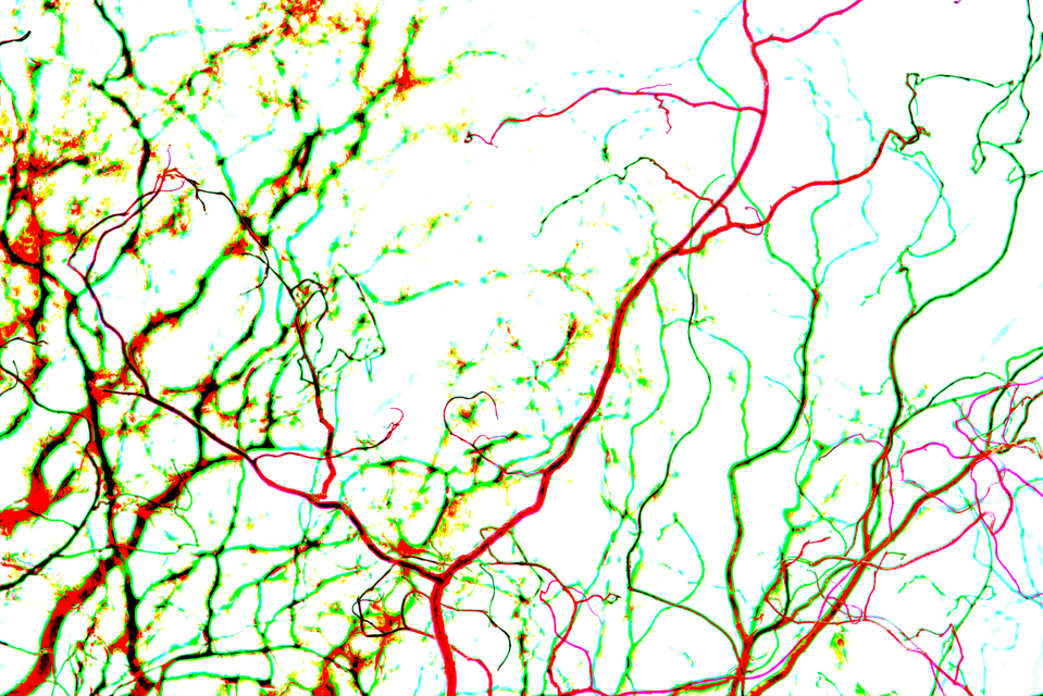 Late Color Winter IV - ID 004201