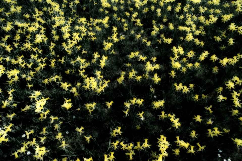 Narcissus Pseudonarcissus - ID 004224