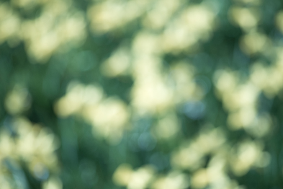 Lent Lily II - ID 004226