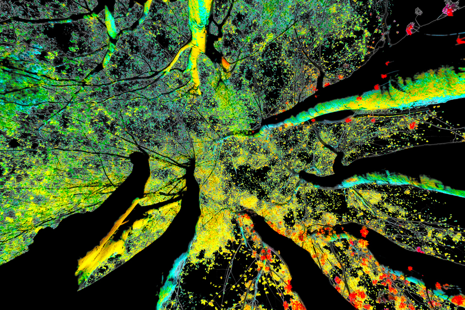 Black Trees I - ID 004231