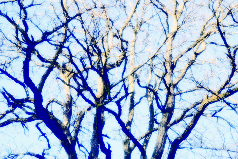 Blue Brnaches - ID 004236