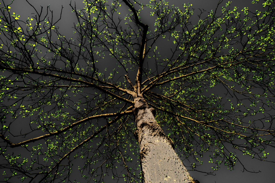 First Green - ID 004237