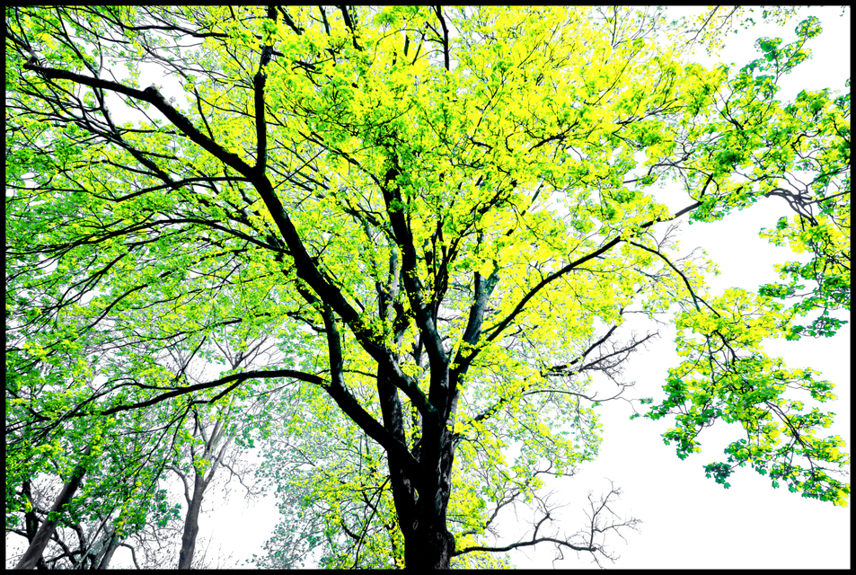 I am Alive - ID 004258