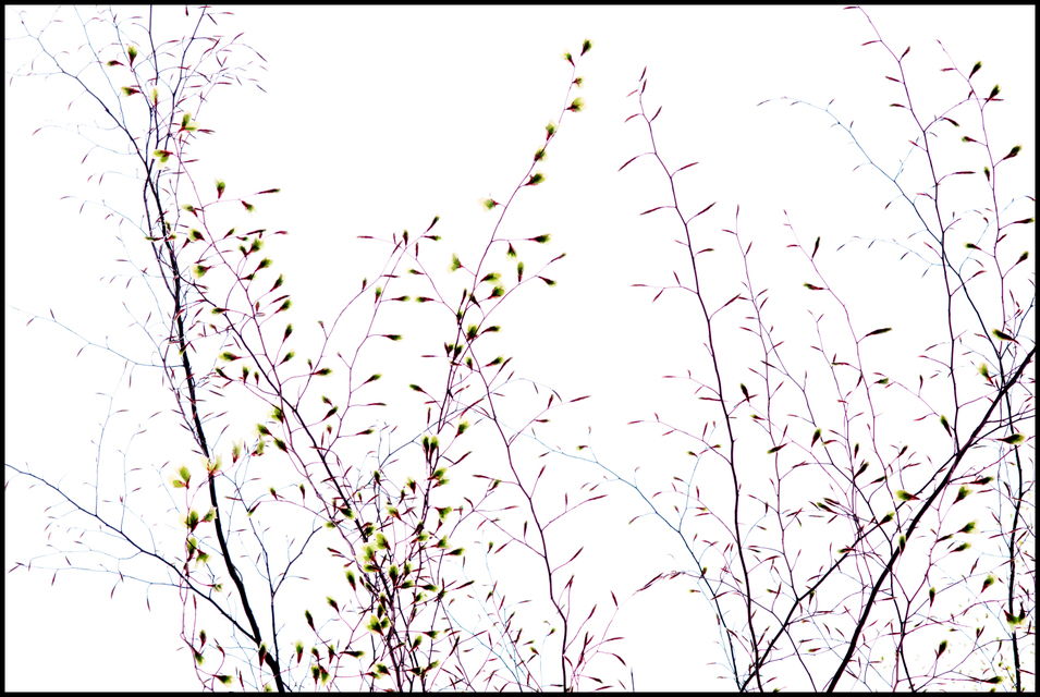 Spring II - ID 004264