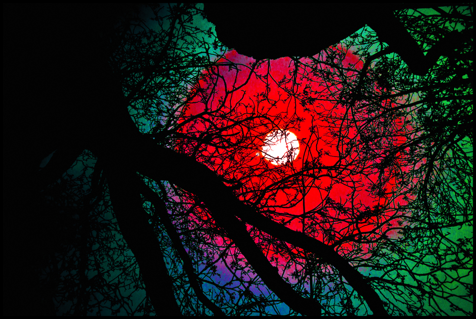 Tree and Iris IV - ID 004269