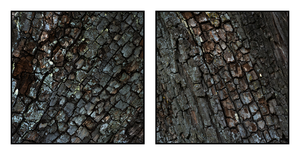 Dark Bark Views - ID 004271