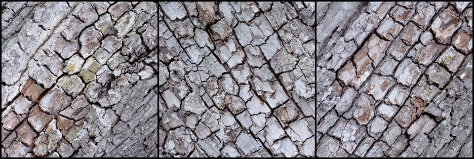 Light Bark Views - ID 004272