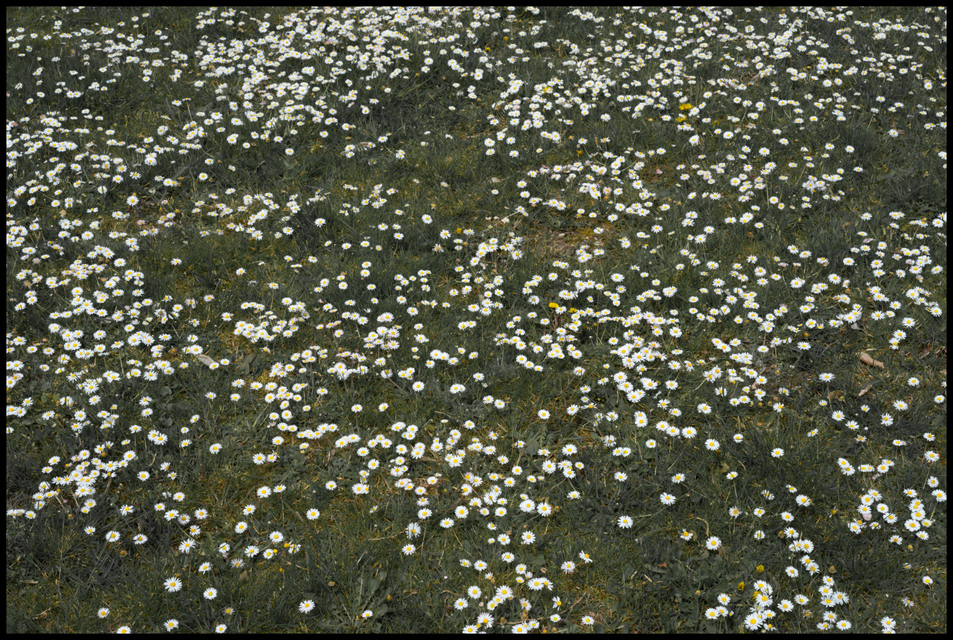 Daisy Meadow I - ID 004274