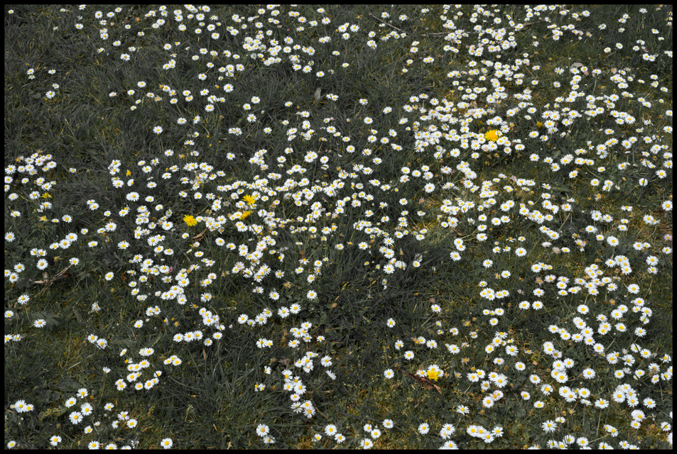 Daisy Meadow II - ID 004275
