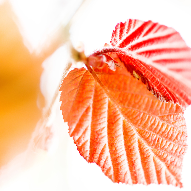 Early Leafs - ID 004278